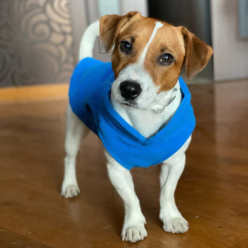 Roupinha para cães - Waregacam